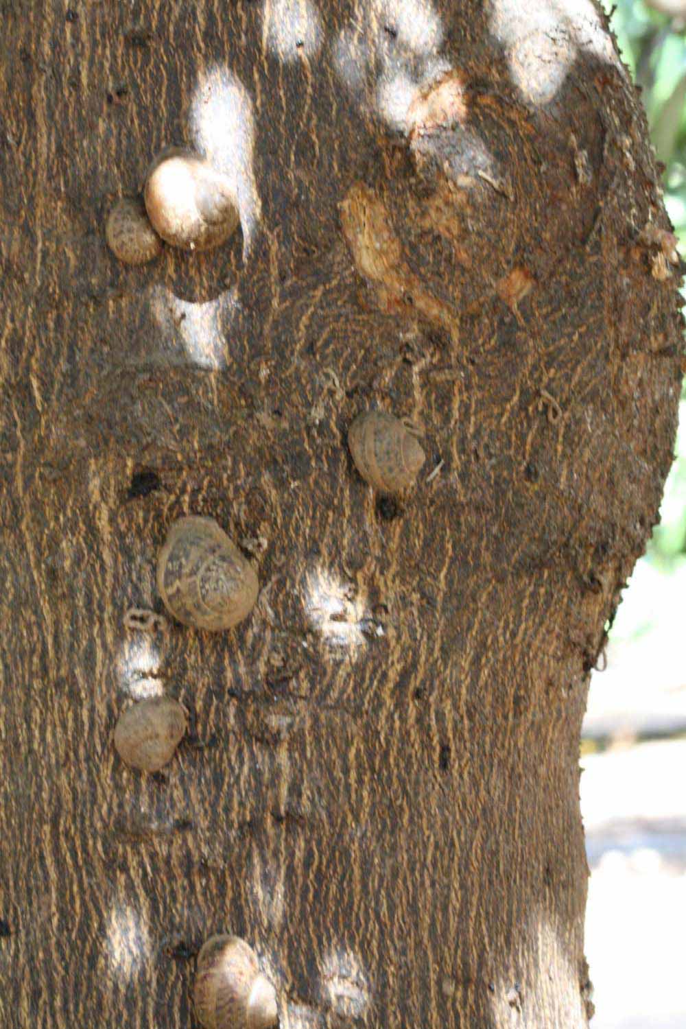           Bark (Riverside, CA)   